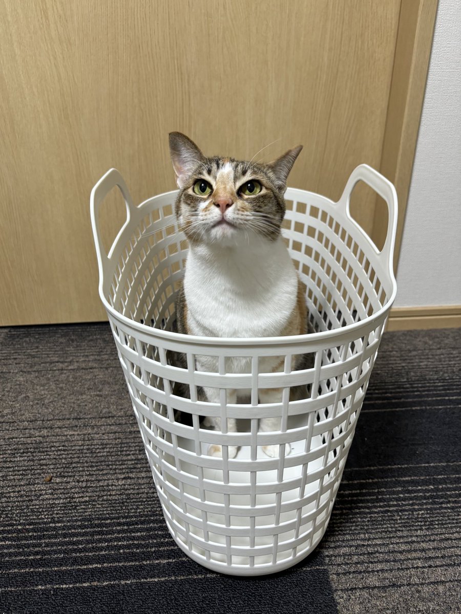 ととまるはんみ tweet media