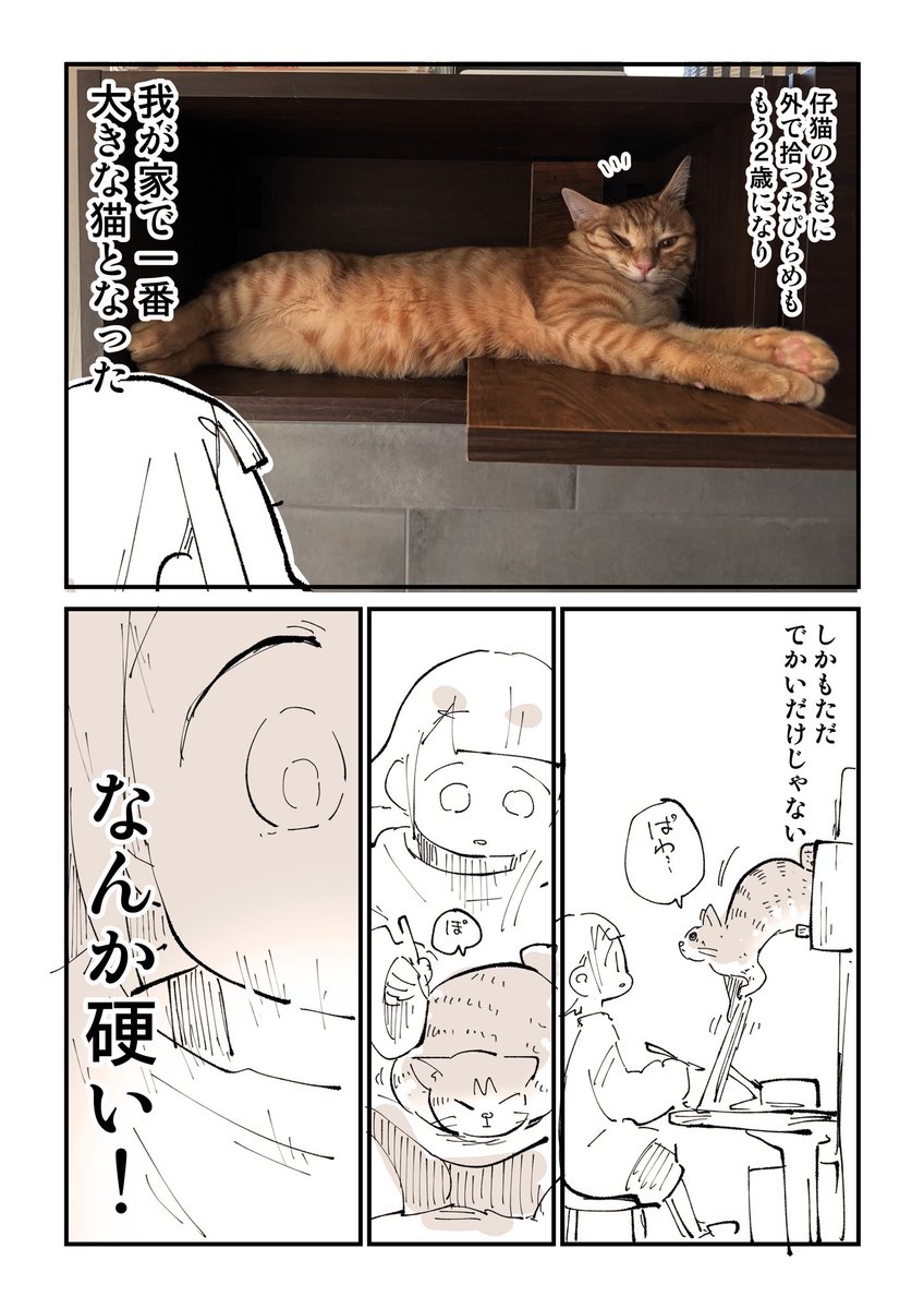 ぬこー様ちゃん@samachan tweet media