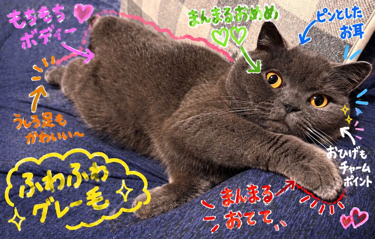 mo_pani's tweet photo. 流行ってるのやってみました✨
かわいい♡ https://t.co/AMssBH5Q5p