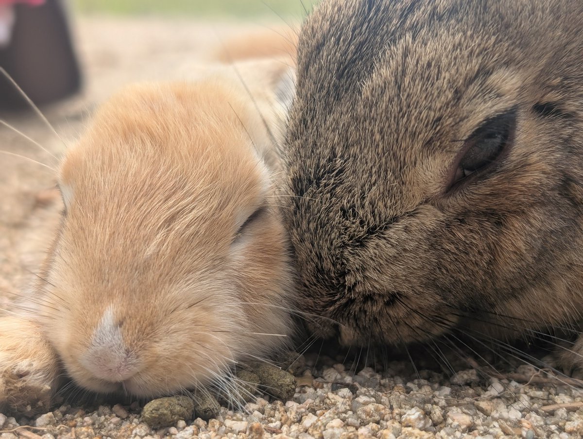 FKewolf's tweet photo. うさぎの島🐇
#うさぎの島 https://t.co/pjv5UxMb1N