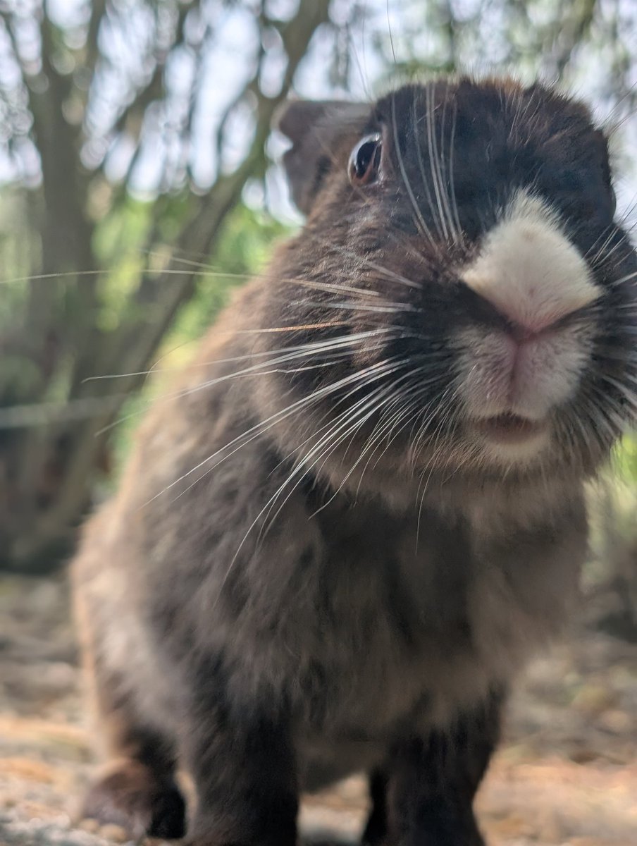 FKewolf's tweet photo. うさぎの島🐇
#うさぎの島 https://t.co/pjv5UxMb1N