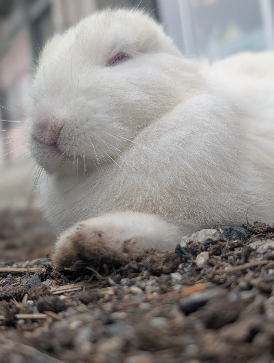 FKewolf's tweet photo. うさぎの島🐇
#うさぎの島 https://t.co/pjv5UxMb1N