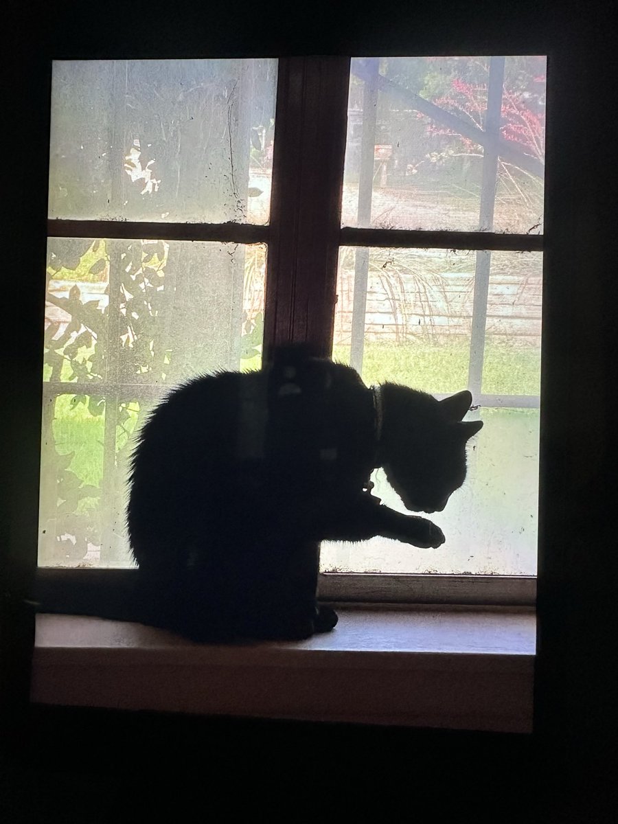 janmeares's tweet photo. ❤️Taura has been with us & blessed us for 24 years!!! She was little 🐈⬛ when I was diagnosed w/breast cancer. She has been with us for the good & bad times ! Today she purred until her last breath! She was such a ❤️good kitty! #cutecat #TexasCat #BlackCat #SeniorCat https://t.co/OeK79Lnvi5