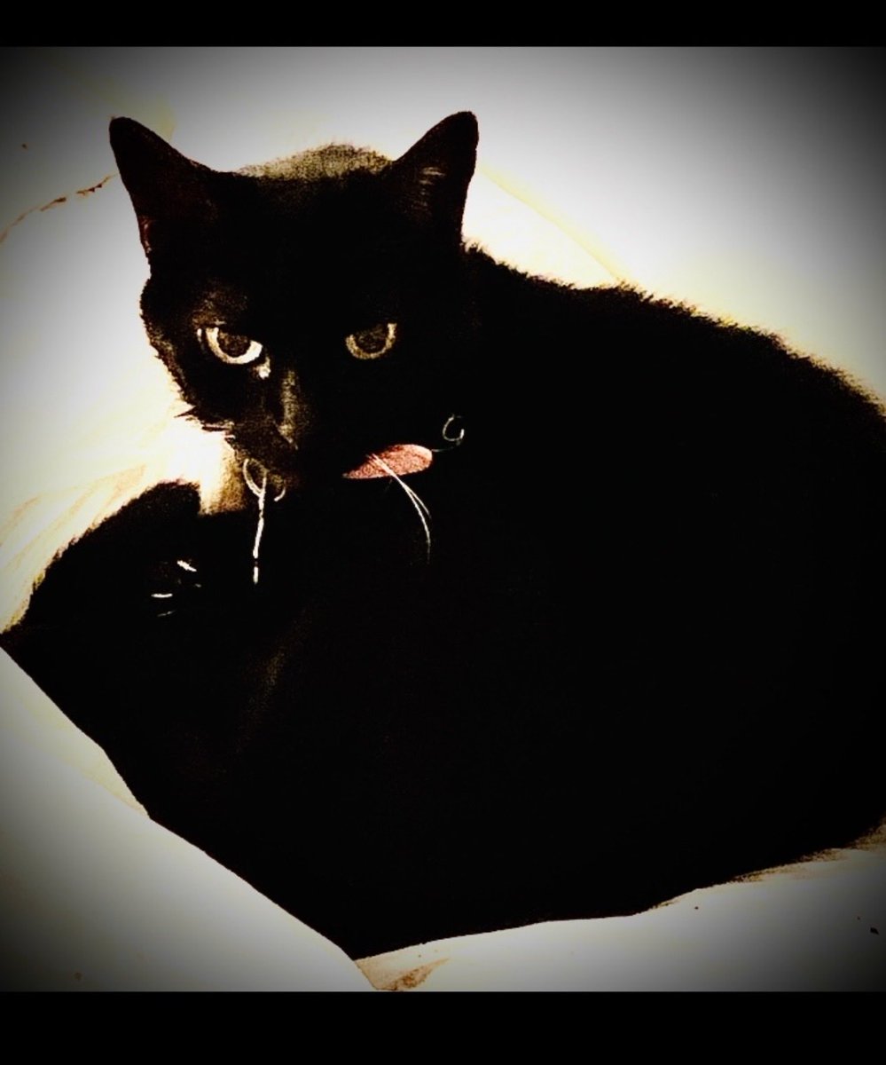 janmeares's tweet photo. ❤️Taura has been with us & blessed us for 24 years!!! She was little 🐈⬛ when I was diagnosed w/breast cancer. She has been with us for the good & bad times ! Today she purred until her last breath! She was such a ❤️good kitty! #cutecat #TexasCat #BlackCat #SeniorCat https://t.co/OeK79Lnvi5