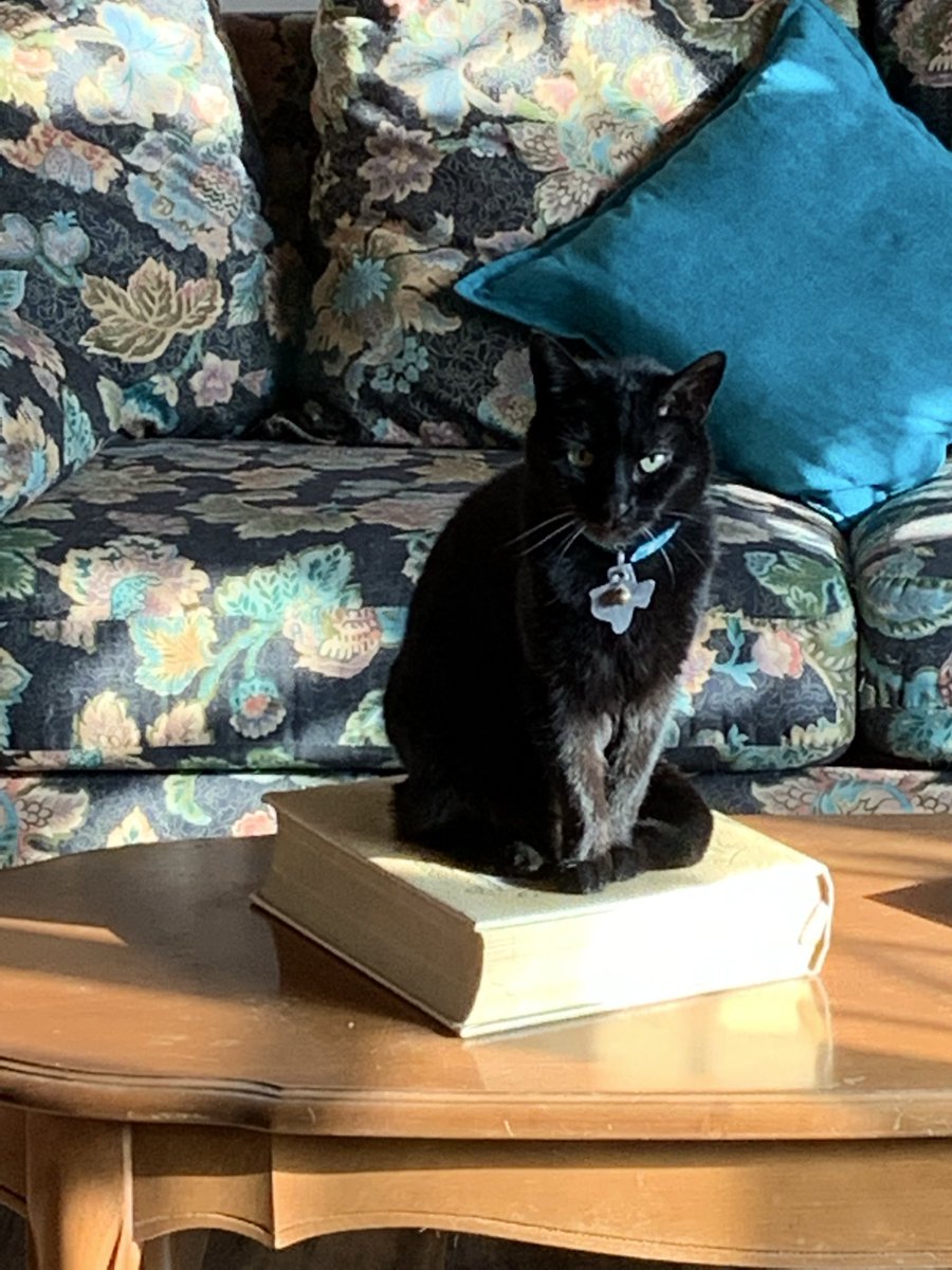 janmeares's tweet photo. ❤️Taura has been with us & blessed us for 24 years!!! She was little 🐈⬛ when I was diagnosed w/breast cancer. She has been with us for the good & bad times ! Today she purred until her last breath! She was such a ❤️good kitty! #cutecat #TexasCat #BlackCat #SeniorCat https://t.co/OeK79Lnvi5