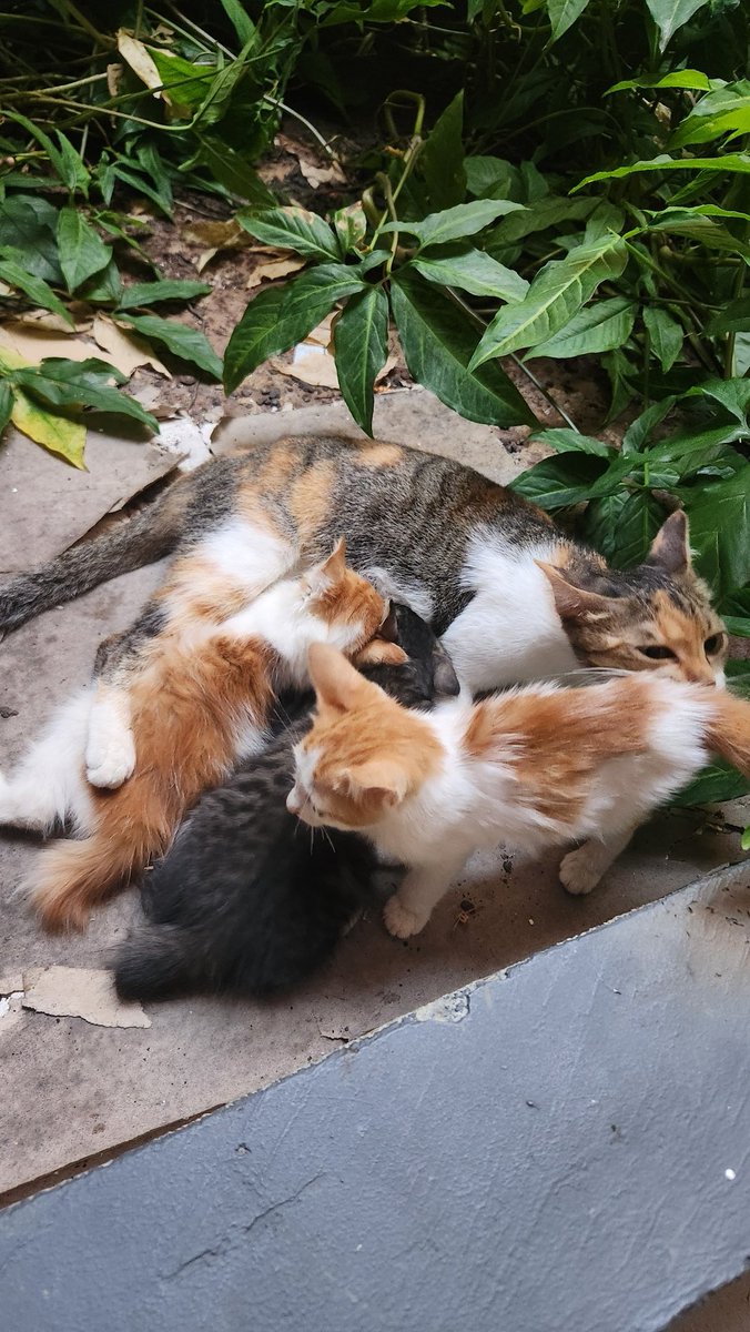 Found cat and kitten at campus garden