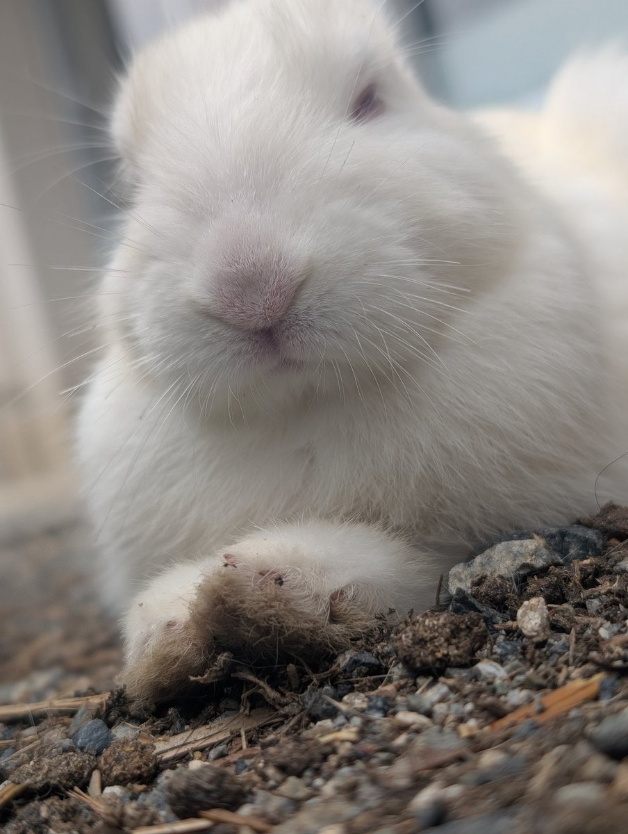 FKewolf's tweet photo. うさぎの島
#うさぎの島🐇 https://t.co/TLytIrN3CG