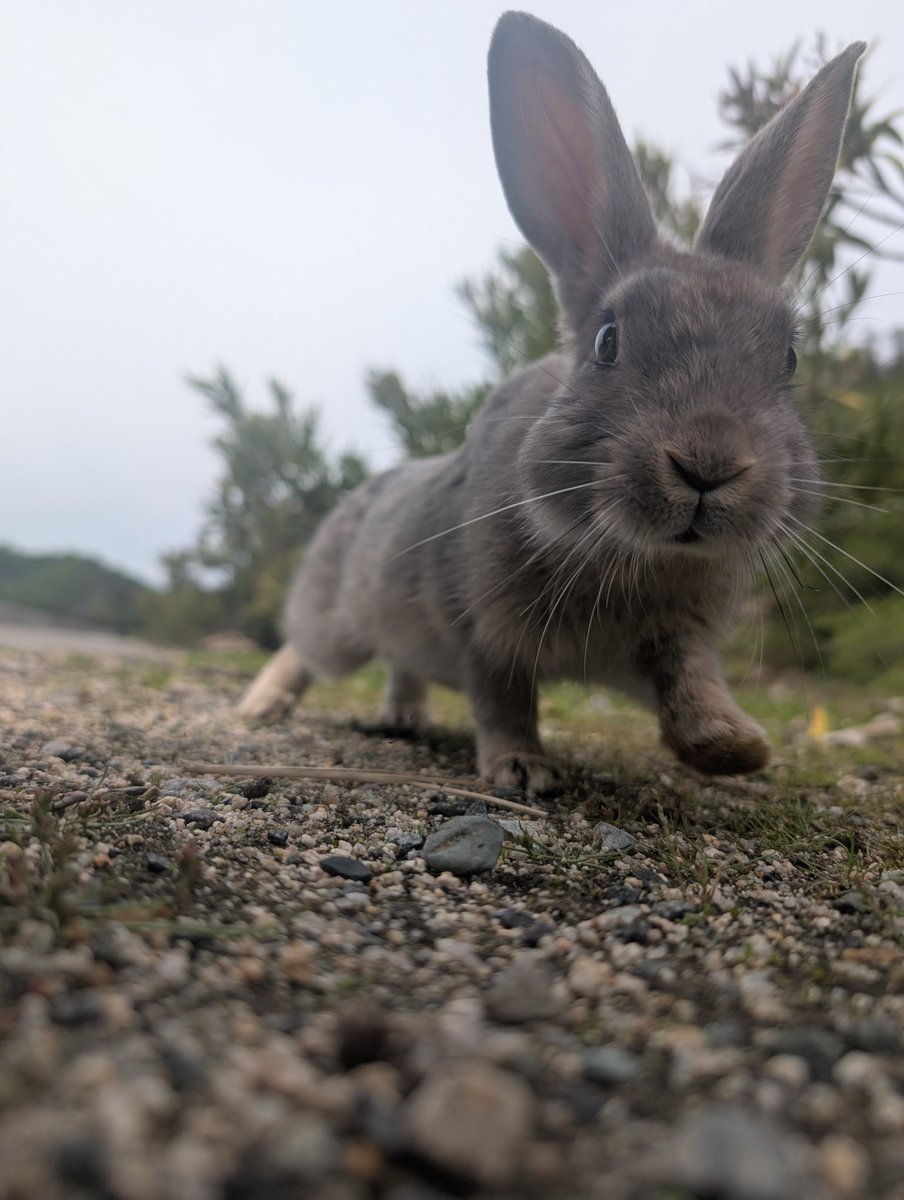 FKewolf's tweet photo. うさぎの島
#うさぎの島🐇 https://t.co/TLytIrN3CG