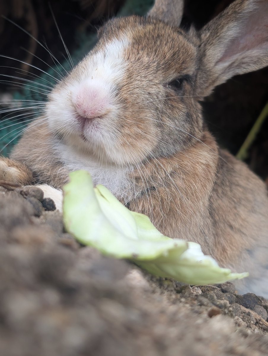 FKewolf's tweet photo. うさぎの島
#うさぎの島🐇 https://t.co/TLytIrN3CG