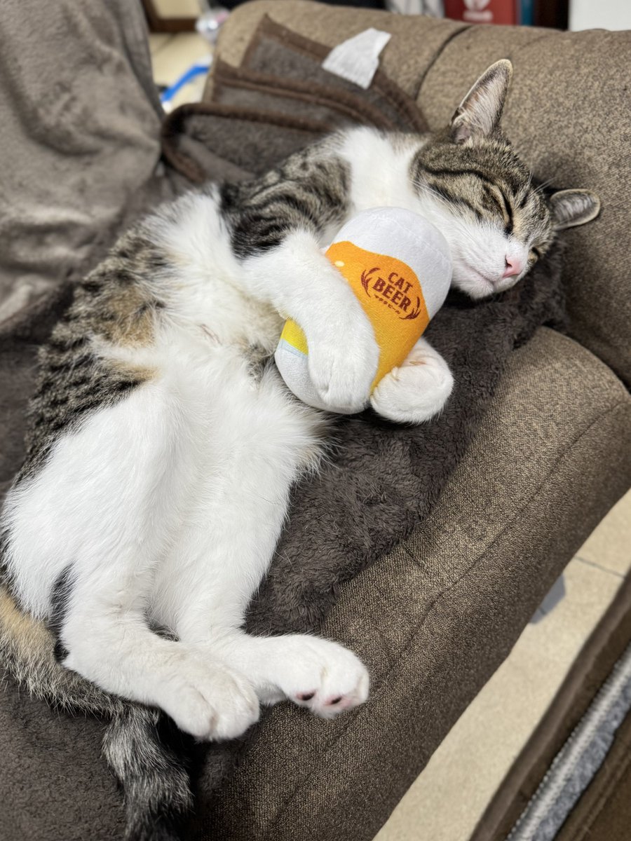 ねこきんさん Amazon.co.jp: きん、ぎん、どう? 夫きんさん&猫ぎんさんの日常観察