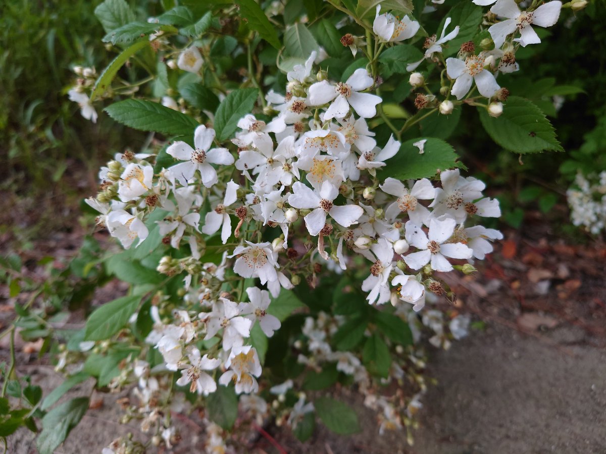yyinonono's tweet photo. いつも散歩に行く公園のあちこちに野茨。
#花　#植物 https://t.co/aGgdX0Sau7