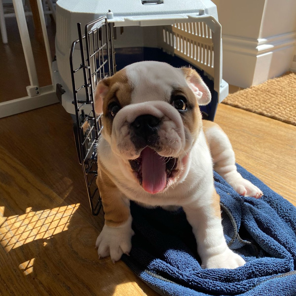 barney_bulldog's tweet image. Happy Saturday everyone! Today is my #GotchaDay and here I am 6 years ago all the way back when I arrived home on day one!! 🐶🐾❤️ Barney #BarneyTheBulldog #DogsOfTwitter #DogsOfIG #EnglishBulldog