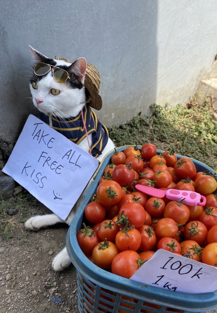 𝙋𝙤𝙣𝙞 😾 tweet media