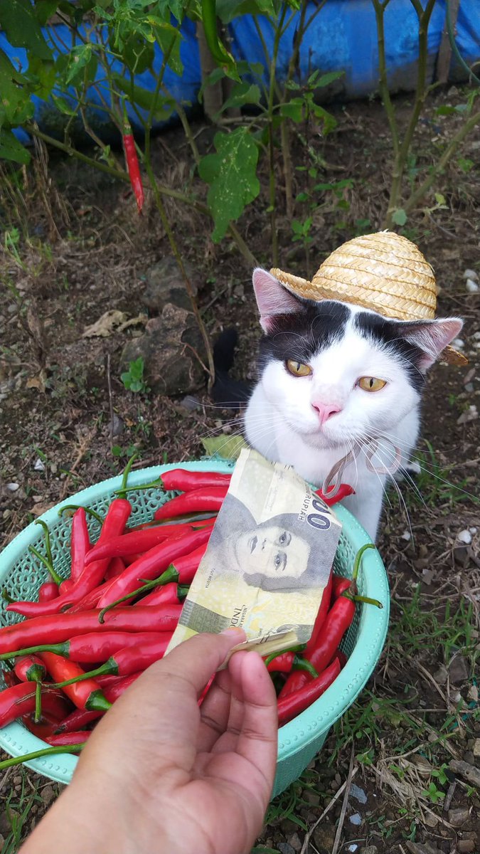 𝙋𝙤𝙣𝙞 😾 tweet media