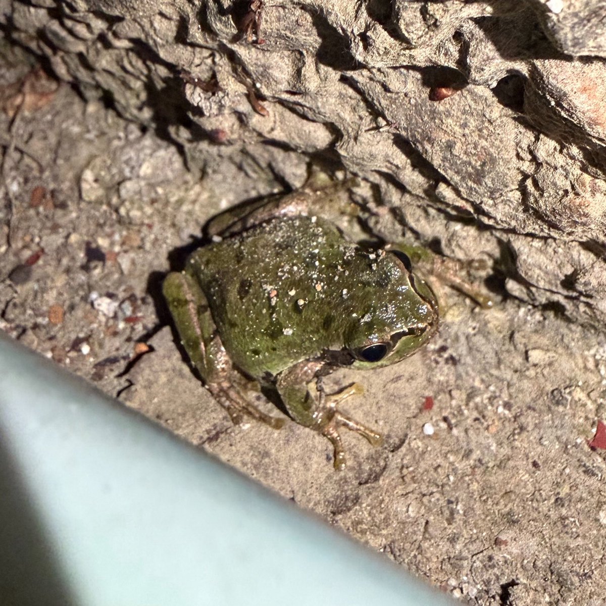 ydk_16's tweet photo. 新潟に来まして🐸 https://t.co/dNbky9dCoV
