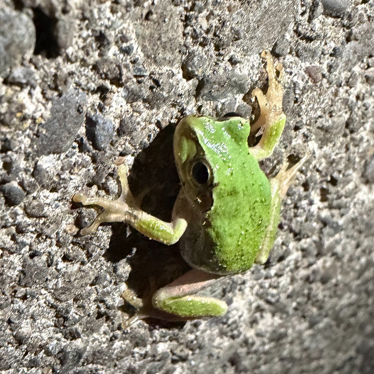ydk_16's tweet photo. 新潟に来まして🐸 https://t.co/dNbky9dCoV