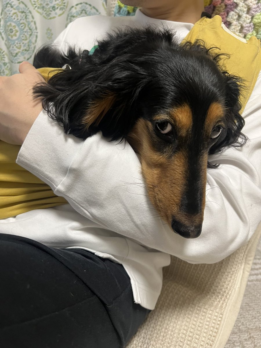 mippoko04's tweet photo. 地震きて一旦抱っこで
下ろしてもらえんくて
不満😑なトム氏。

※次揺れたときスッと抱っこさせろよ？
　って文句言いながら下ろしました笑 https://t.co/1Pl1EM4iN8