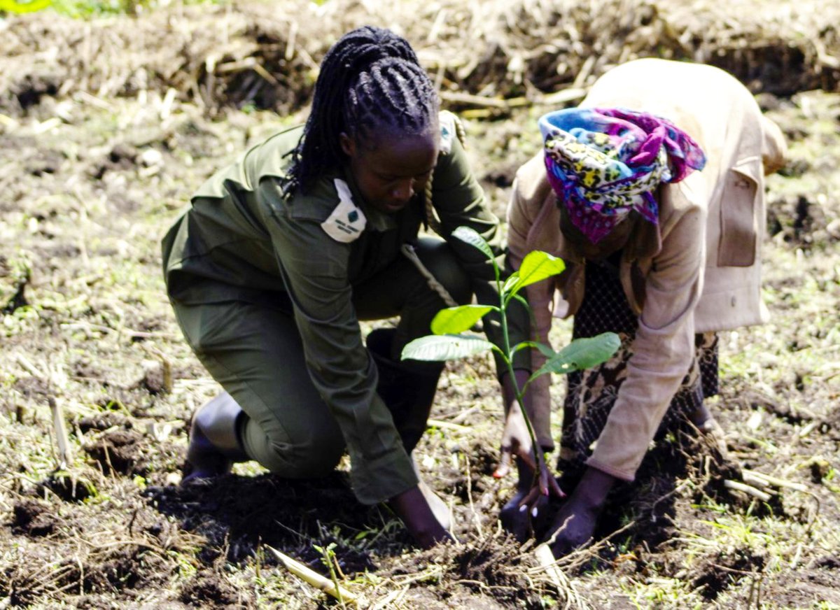 SirWarrenDavid's tweet photo. @save_mau will launch restoration activities in East Mau on 15th June 2026 through a indigenous tree planting &amp; community engagement event, aligning with efforts to strengthen Ogiek community in climate justice and supporting @WilliamsRuto  15 billion tree target by 2032
#SaveMau https://t.co/l7UAJPgPeV