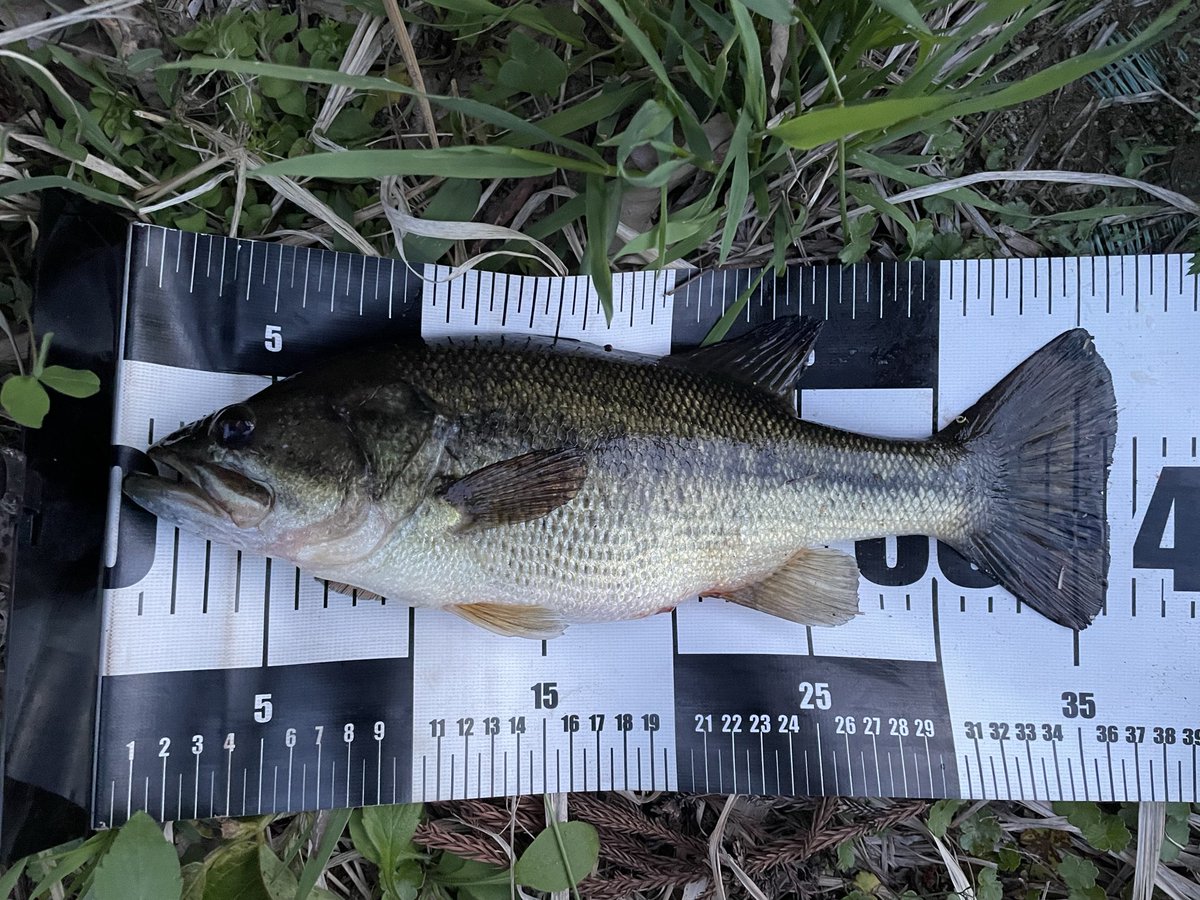 sakuto2008's tweet photo. やっぱ沈み蟲🎣🎣
#バス釣り https://t.co/G8cXAQ2Cnl