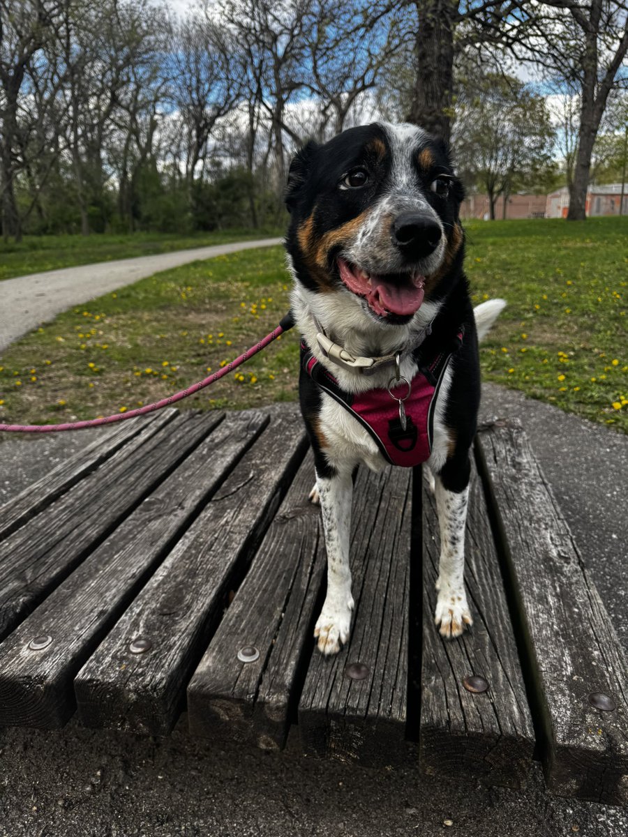 Maylee the Rescue Pup tweet media