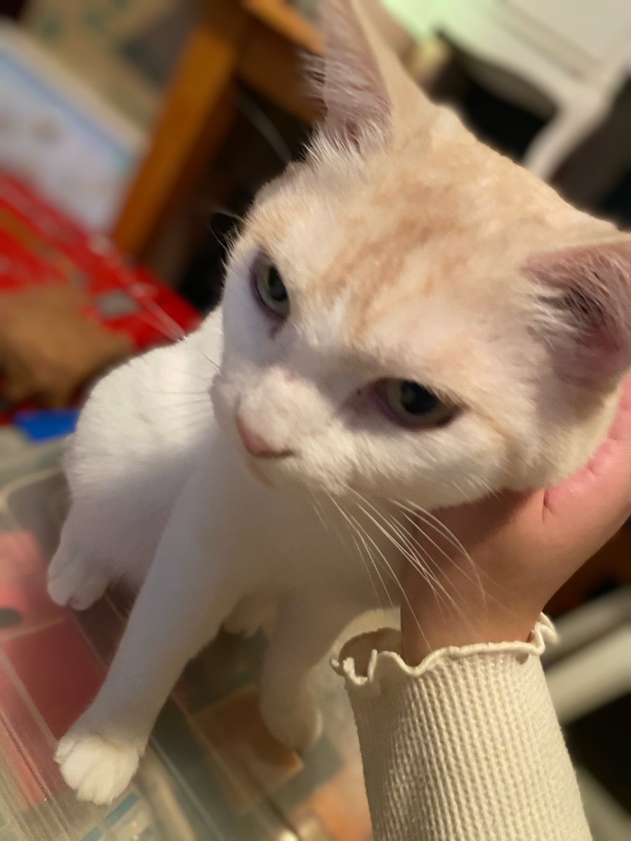 ˗ˋˏ えな ˎˊ˗ tweet media