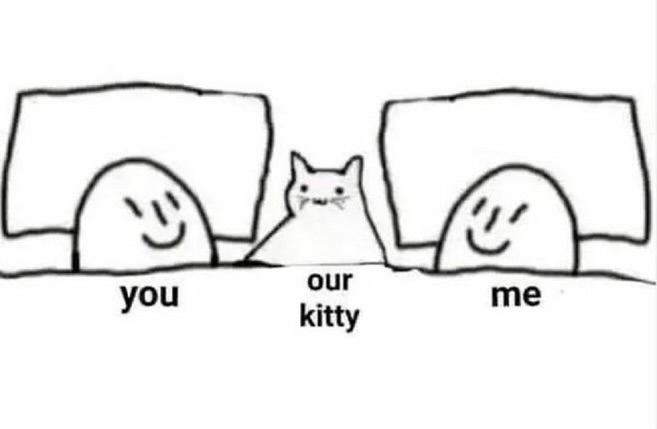 daily cats ♡ tweet media
