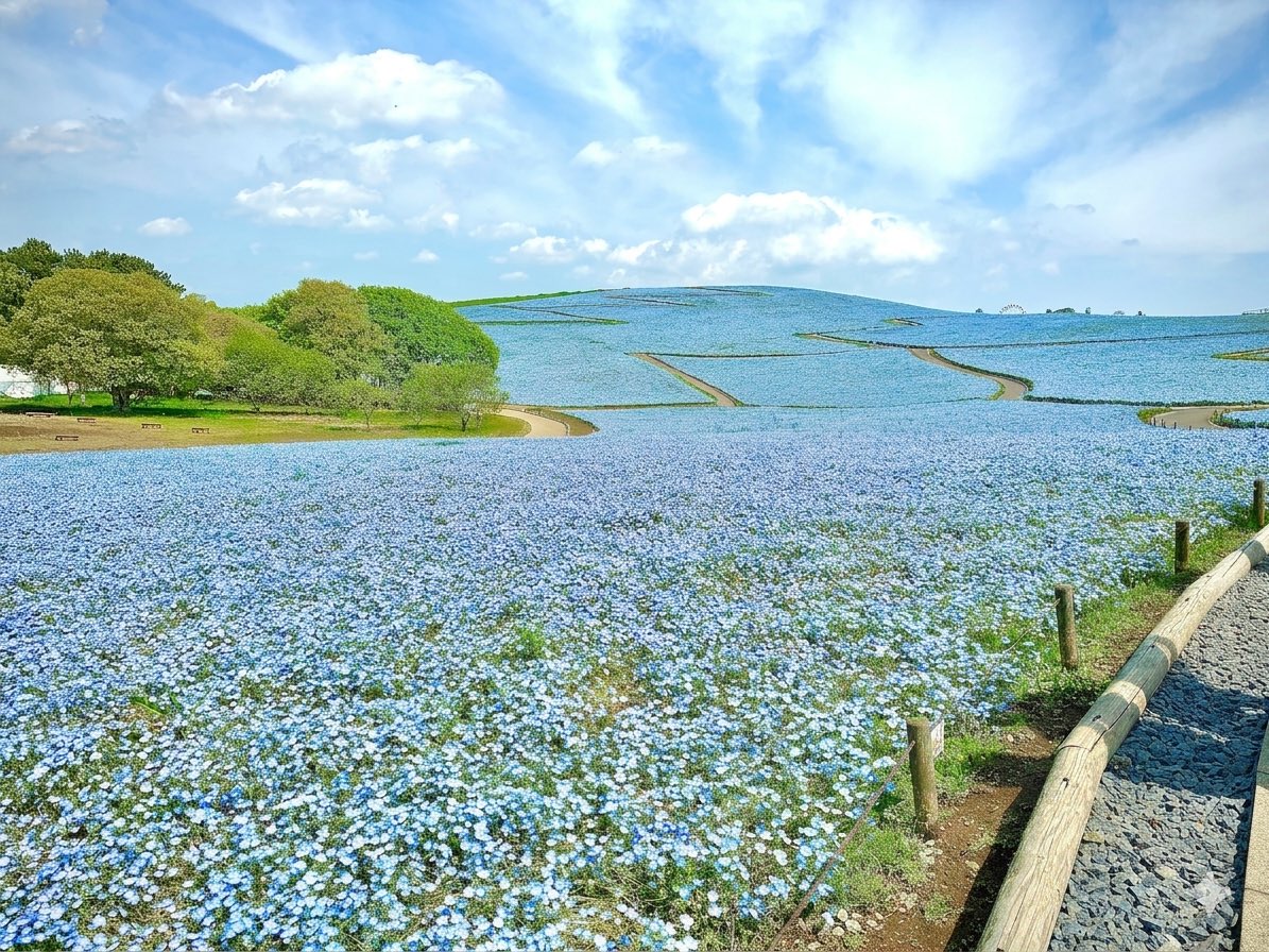 py_ringo_py's tweet photo. ネモフィラ〜 https://t.co/xpmT4CNGwI