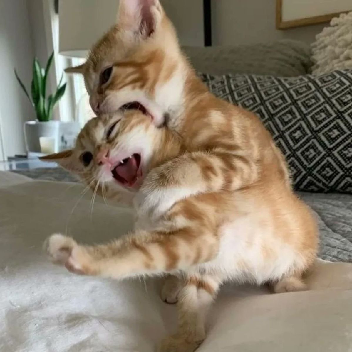 catsdotjpg's tweet photo. https://t.co/TbKq9R1tJo