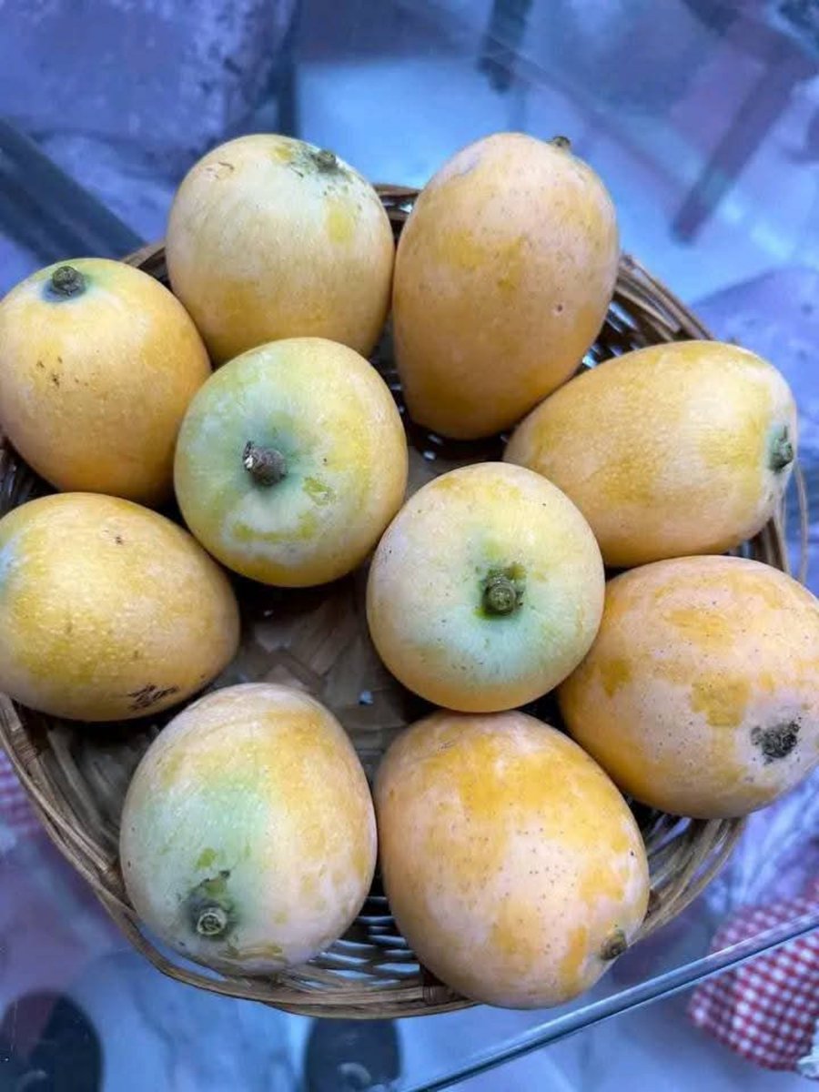 SonaliSuta's tweet image. रसाळ, गोड, आणि मन जिंकणारा — आंबा! 💛
Juicy bites of happiness in every mango!
#MangoSeason #Aamras #TropicalVibes #IndianSummer #FreshFruits #MarathiVibes #FoodieLife #SweetCravings