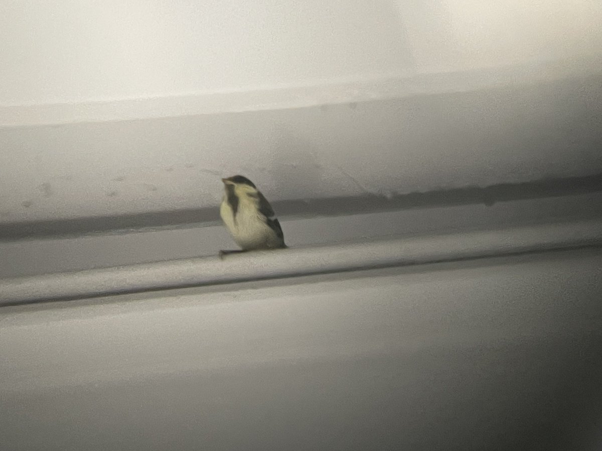 R_macrorhynchos's tweet photo. ガソリンスタンドにシジュウカラの幼鳥が...
周りでねぐら入り前のハシブトガラスに対してシジュウカラの親ペアが必死にモビングで抵抗！ https://t.co/UjRxQzKKA6