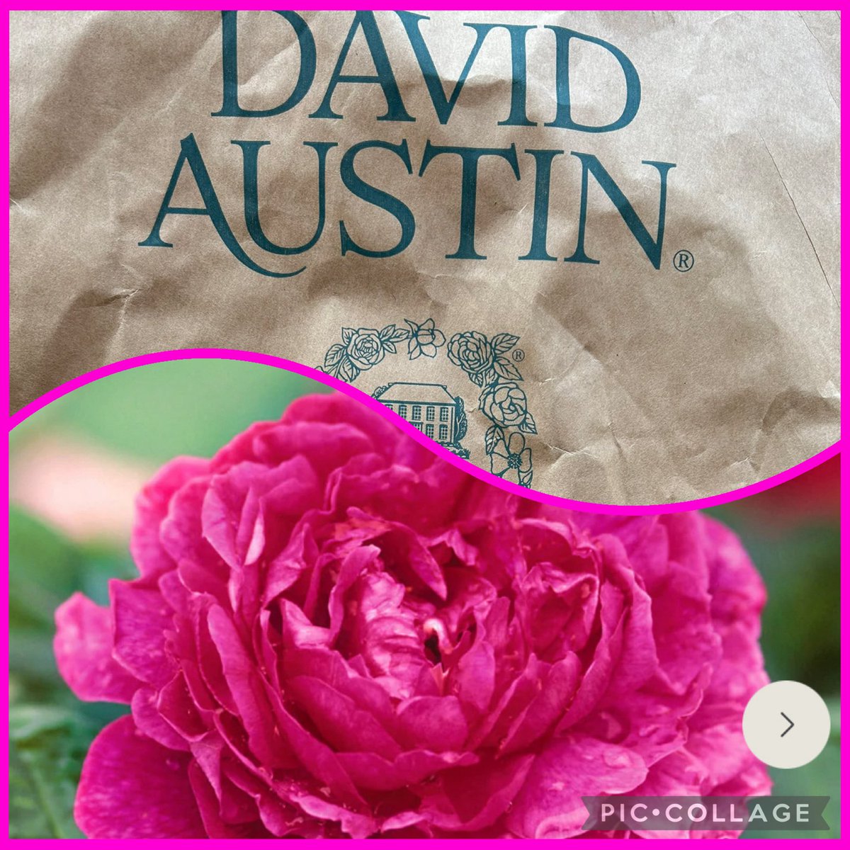 Vixyl's tweet image. Oooh I’ve had a delivery!  An early birthday prezzy from the kids 💕 Couldn’t decide on a light or dark pink rose, so they chose for me 😊 🤞I don’t kill it 🤣

#roses #flowers #gardening #notrosewednesday