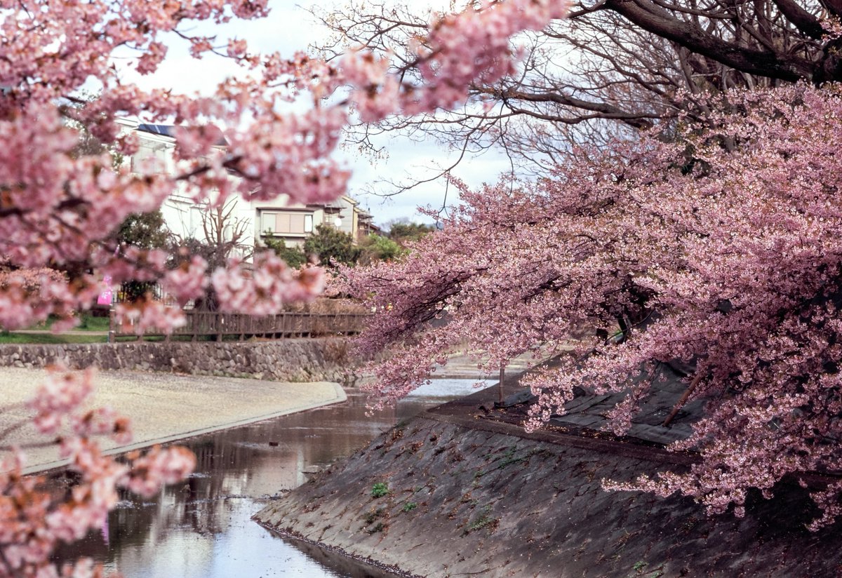 dxe1005's tweet photo. 淀の河津桜

𝙉𝙞𝙠𝙤𝙣 F4
NIKKOR-H Auto 85mm f1.8
FUJIFIL Velvia 100

久しぶりのポジフィルム
F4の測光性能はやっぱ優秀ですね

#nikon
#nikonf4
#フィルムカメラ
#オールドレンズ https://t.co/p2XWneVMPh