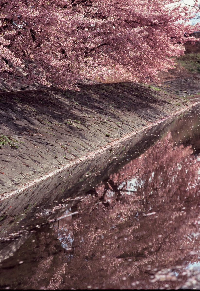 dxe1005's tweet photo. 淀の河津桜

𝙉𝙞𝙠𝙤𝙣 F4
NIKKOR-H Auto 85mm f1.8
FUJIFIL Velvia 100

久しぶりのポジフィルム
F4の測光性能はやっぱ優秀ですね

#nikon
#nikonf4
#フィルムカメラ
#オールドレンズ https://t.co/p2XWneVMPh