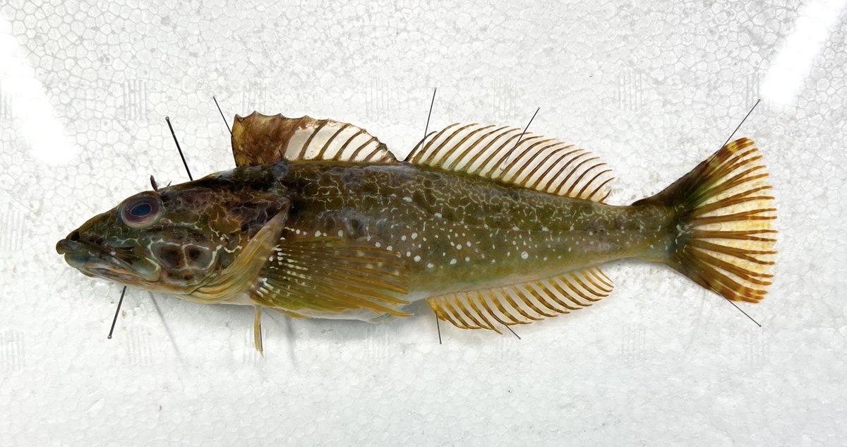 今週のお魚です。

アカメバル、イサキ、マダイ、アナハゼ。
イサキとマダイはおそらく定置網のもの。鰭も鱗もとても綺麗だったので喜んで標本にしました。

アカメバルは刺網の雑魚盛りで売られていて、なぜかアナハゼも混ざっていたので即購入。

アナハゼの撮影は実はかなり久々でした。