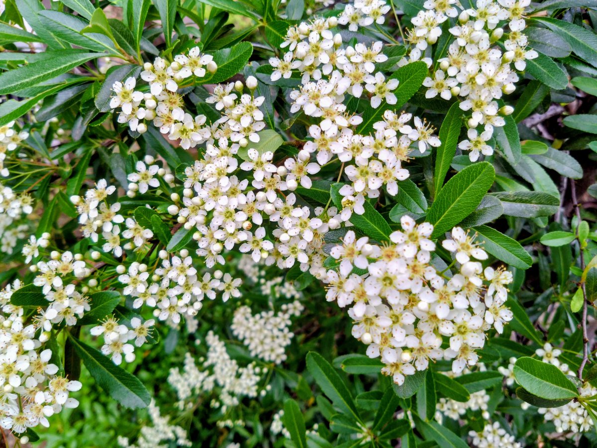 sougyokutei's tweet photo. 【今日の花】ピラカンサ。暑い石神井より。#Firethorn #Flowers #plants #Tokyo #JAPAN https://t.co/uh8QLo8n5T