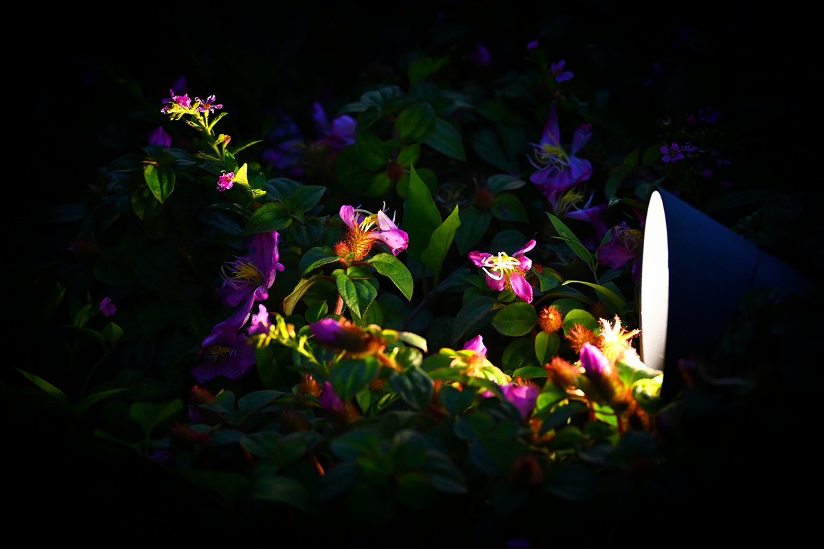 XXOXO_9's tweet photo. Tiny little world
#キリトリセカイ
#写真好きな人と繋がりたい
#カメラ好きな人と繋がりたい
#Nikon #Z72 https://t.co/8JMqn88Xm0