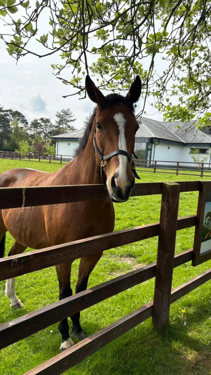 almarron's tweet image. Another @IrishNatStud legend celebrating his Birthday as Faugheen is 18 today.

#machine #faugheen #birthday