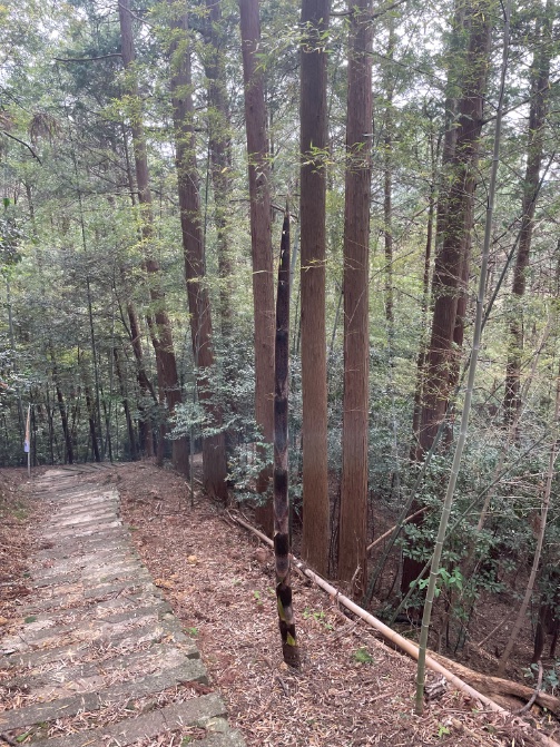 mojankovic's tweet photo. 阿波　一宮城跡
登って目に入る石垣と眺める景色
過去に生きた方々も同じような景色を眺めたと考える...これが城巡りの楽しみとロマン https://t.co/foCFTRAH43