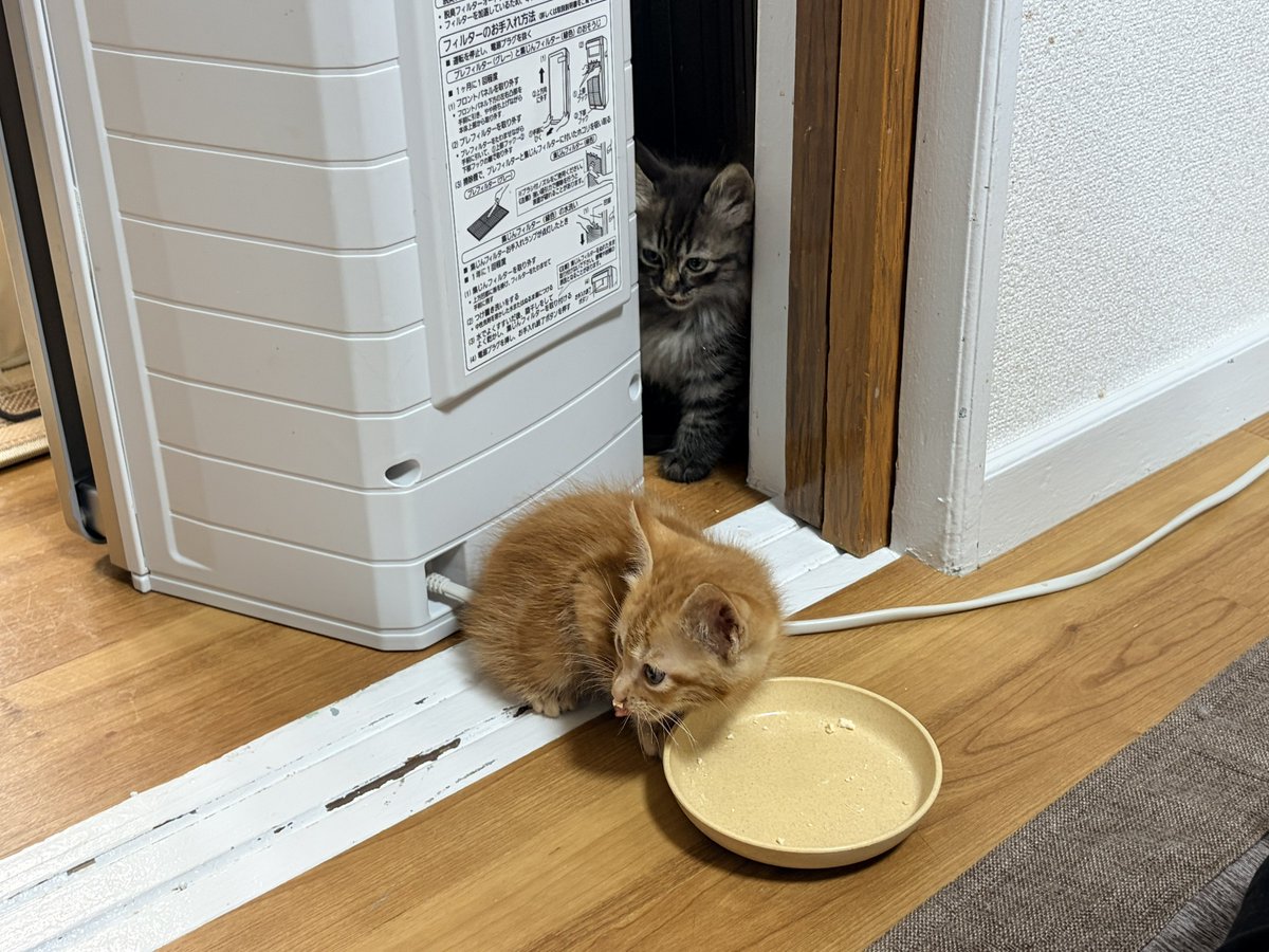 レイニー&チャイ tweet media