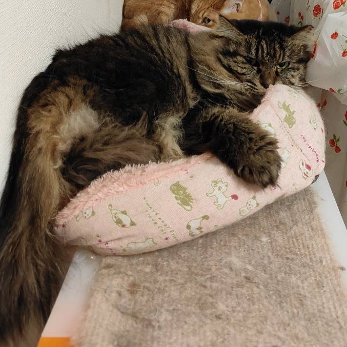 猫って本当存在がかわいいですからね。猫が家にいて触れずとも、のんびり暮らしてくれるだけでもうれしいじゃないですか。ベタベタの甘えたもかわいいけど、こういうつかず離れずのかわいさもあるというこで人の好みですよね。でも迎えたら甘えたになっていくことが多いのです。マリーちゃんかわいい🩷