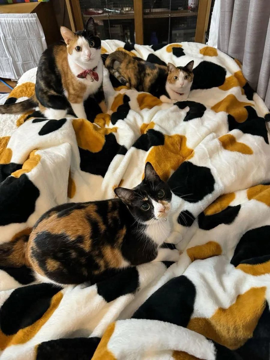 The Pets 𝕏 tweet media