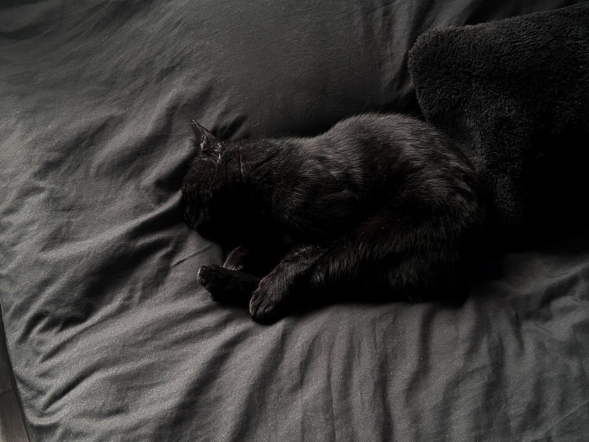 🐈‍⬛？🦐？