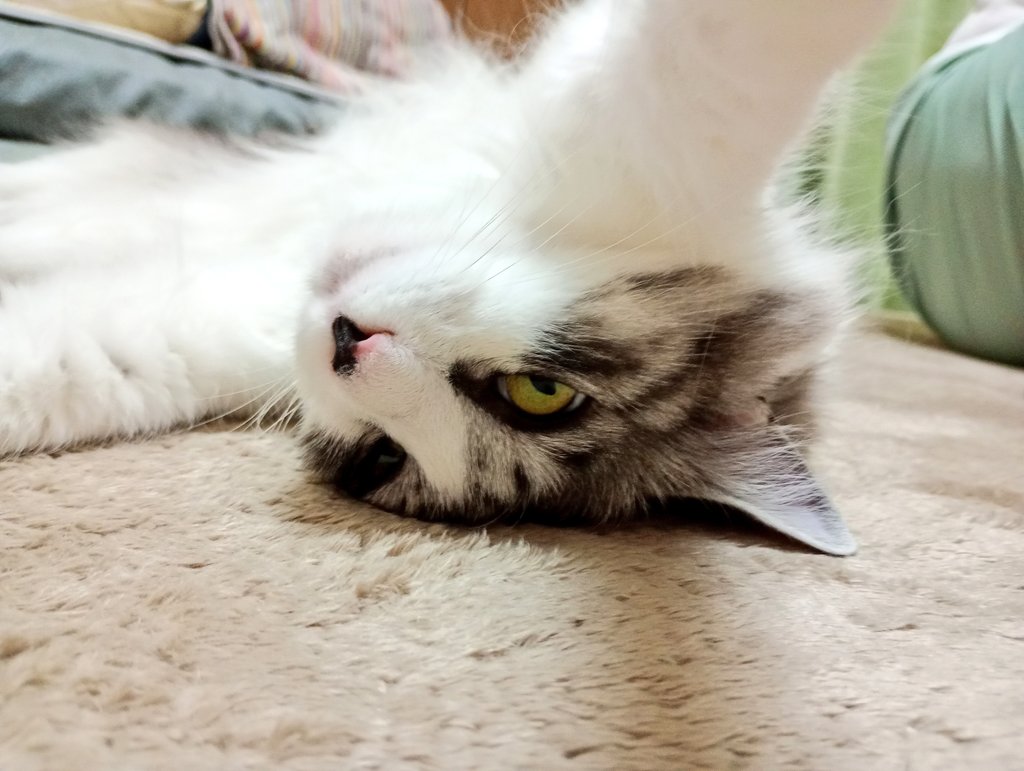えりにゃ🐈RP非表示オススメ tweet media