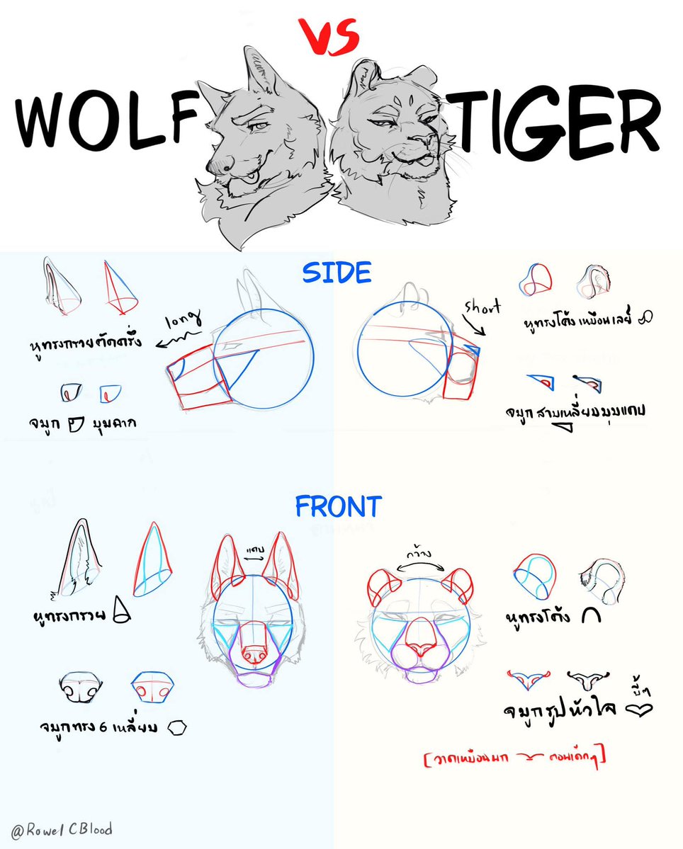 RowelCBlood's tweet image. Wolf 🐺 vs Tiger 🐯 

#artㅤㅤㅤㅤ #tutorial #howtodraw 
#fypシ゚