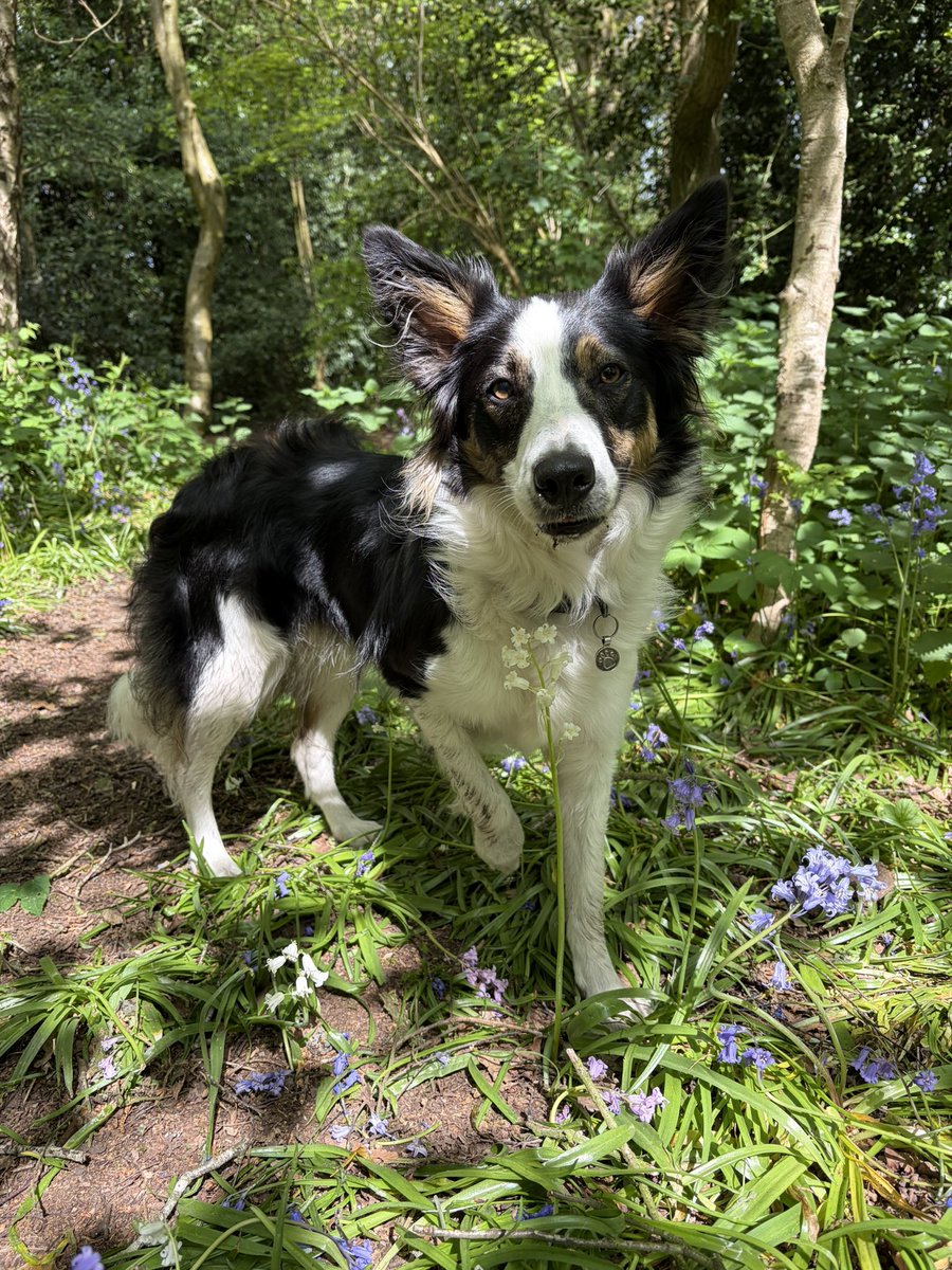 Kes 🐶 😘 (@kesthecollie) on Twitter photo 