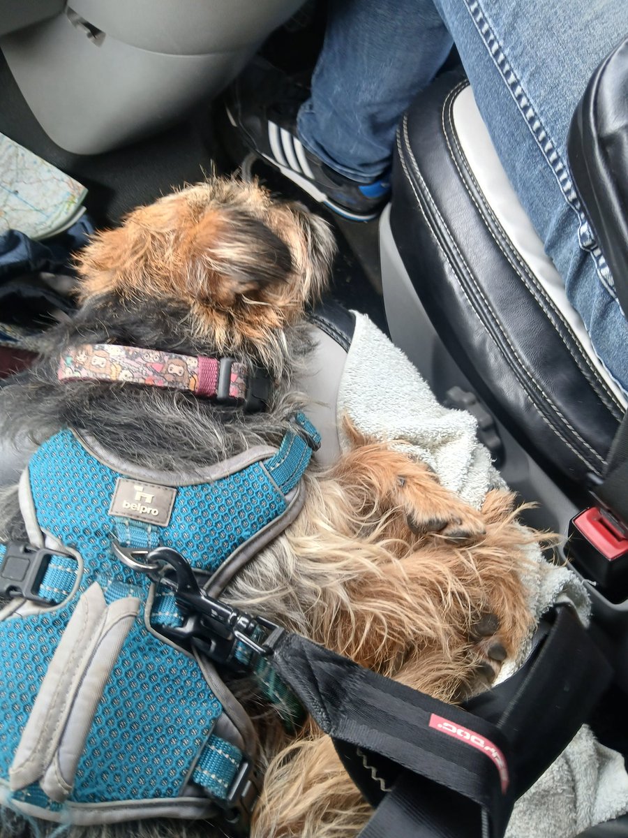 Griffin CBE🏴🐾 Fern🌈CBE & Ruby🌈 OBE tweet media
