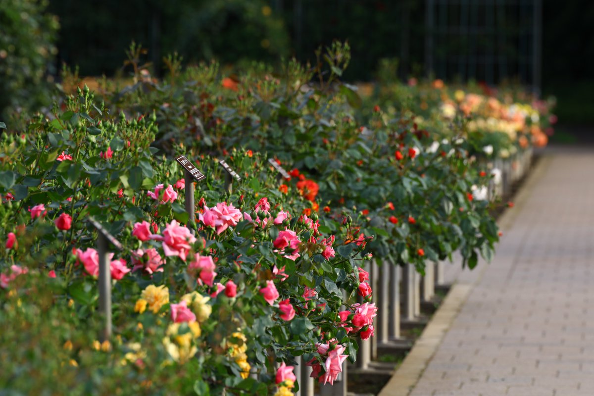 神代植物公園 【公式】 tweet media