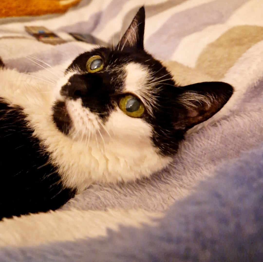 LadyLiquorice15's tweet image. Happy Caturday everyone-love from Liquorice!! 😻😻 #cats #Caturday #CatsOfTwitter #CatsOfX