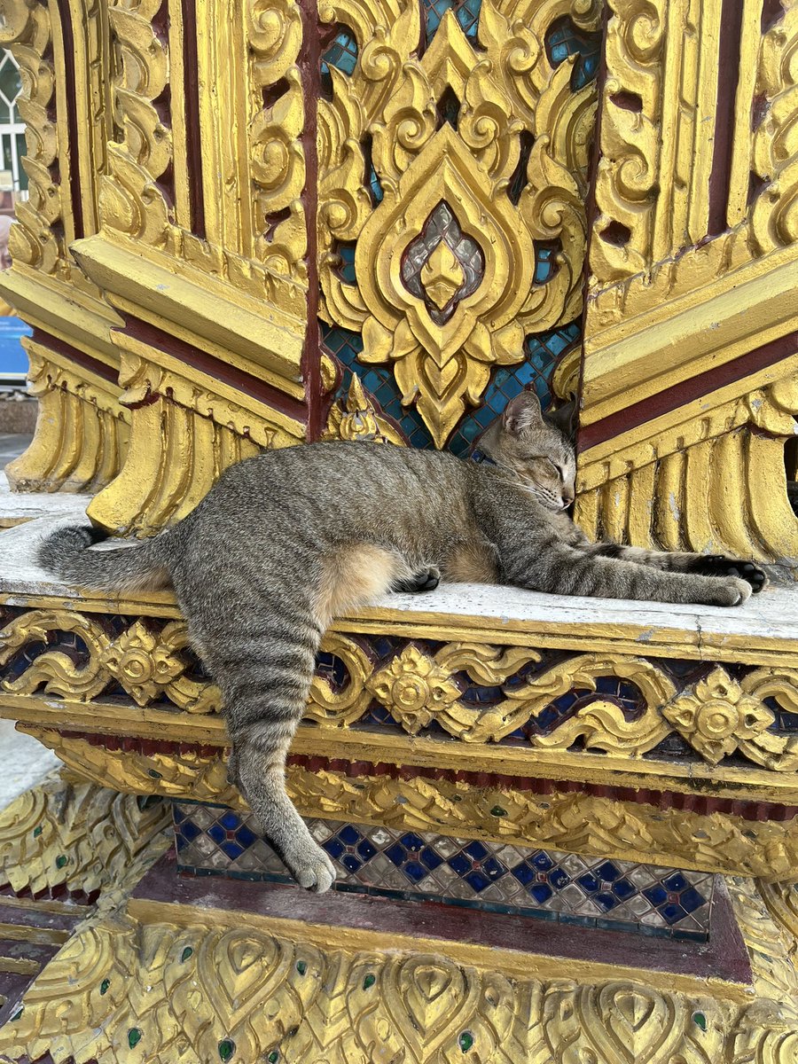 ลินไทยเปย์✨ tweet media