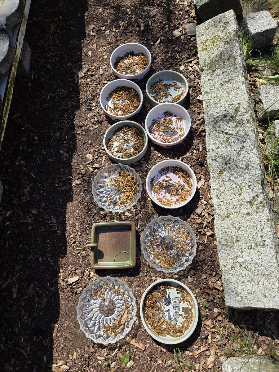 blueRacerOL's tweet image. Und bei Igels so 🥰 

Ob wohl alle satt geworden sind 😀🥰

#TiereImGarten #Igel #hedgehog